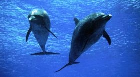 Ambergris Caye dolphins in the wild – Best Places In The World To Retire – International Living